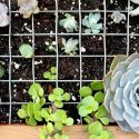 DIY Home Gardening Project With Modern Interior Designers